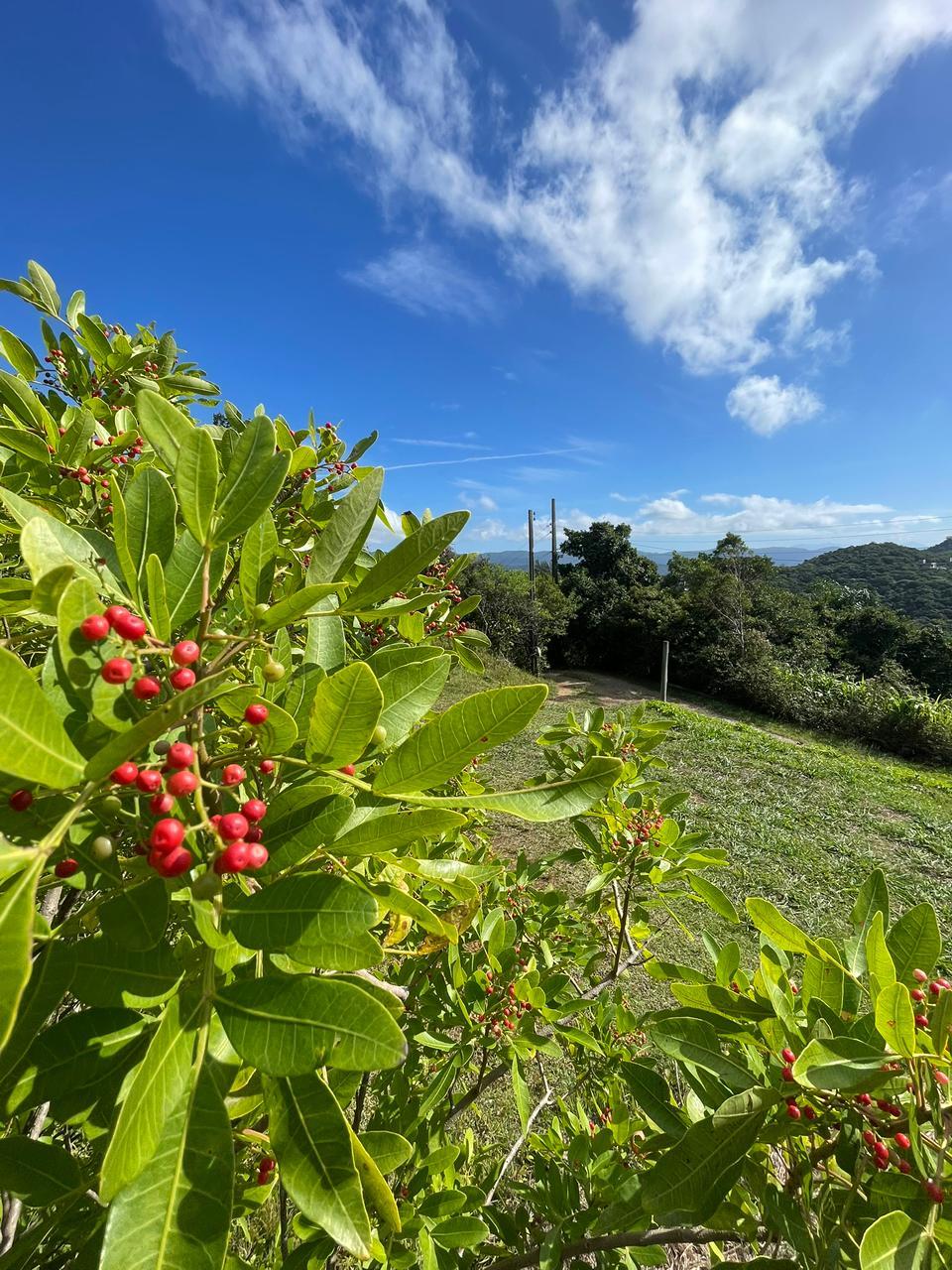 Terreno Vista Mar na Praia da Silveira — foto 4